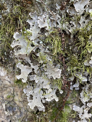 scaly pelt lichen