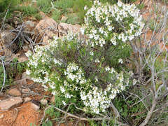 Prostanthera striatiflora