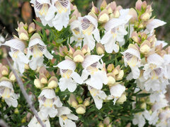 Prostanthera striatiflora