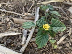 Malvastrum coromandelianum