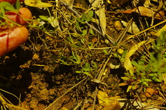 Listia bainesii