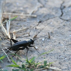 Gryllus
