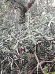 Opuntia karwinskiana