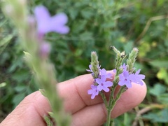 Verbena xutha