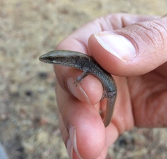 Elgaria multicarinata multicarinata