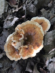 Podoscypha petalodes