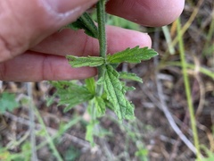 Verbena xutha