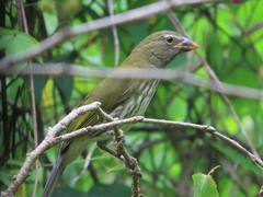 Saltator striatipectus