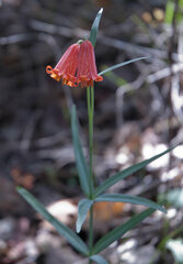 Fritillaria recurva
