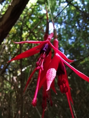 Fuchsia magellanica