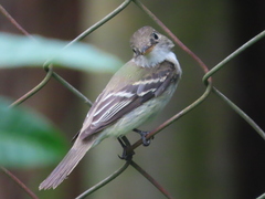 Empidonax minimus
