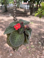 Episcia