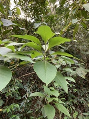 Iochroma arborescens