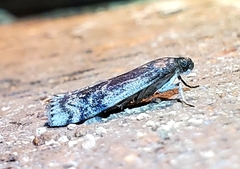 Euzophera semifuneralis