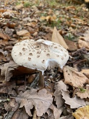 Macrolepiota