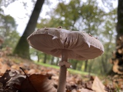 Macrolepiota