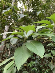 Iochroma arborescens