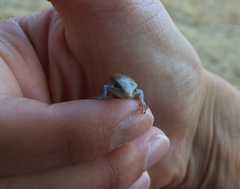 Elgaria multicarinata multicarinata