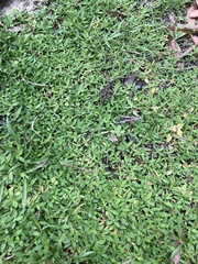 Richardia humistrata