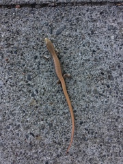 Elgaria multicarinata multicarinata