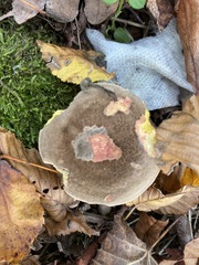 Xerocomellus chrysenteron