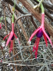 Fuchsia magellanica
