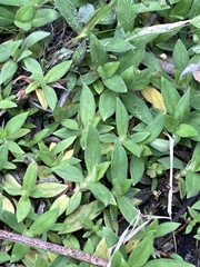 Richardia humistrata