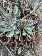 Dudleya saxosa