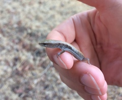 Elgaria multicarinata multicarinata