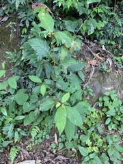 Terminalia acuminata