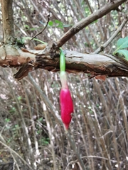 Fuchsia magellanica