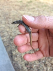 Elgaria multicarinata multicarinata