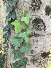 Hedera helix