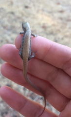 Elgaria multicarinata multicarinata