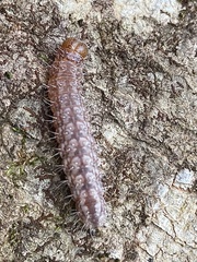 Acronicta increta