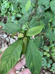 Terminalia acuminata