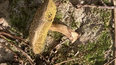 Xerocomellus chrysenteron