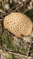 Xerocomellus chrysenteron