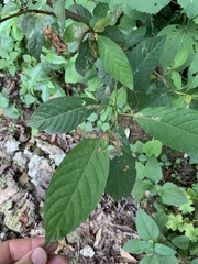 Terminalia acuminata