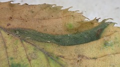 Phyllonorycter tenerella