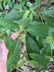 Terminalia acuminata