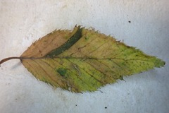 Phyllonorycter tenerella