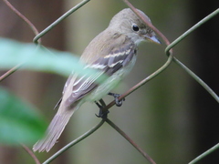 Empidonax minimus