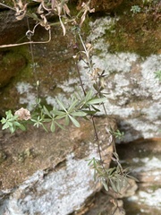 Galium concinnum