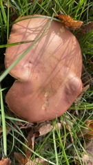 Xerocomellus chrysenteron