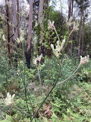 Anigozanthos flavidus
