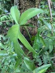 Philodendron pedatum