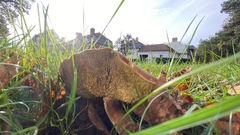 Xerocomellus chrysenteron