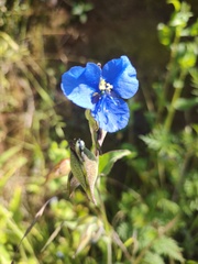 Commelina