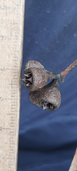 Eucalyptus resinifera